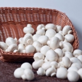 Šampinjon i njegovi opasni srodnici: naziv, fotografija i opis lažnih i otrovnih gljiva